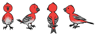 Arni bird character drawings